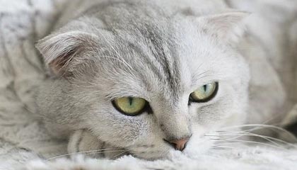 爱游戏下载_ 未来电竞教育的前景：职业化的可能性，未来游戏电竞营销