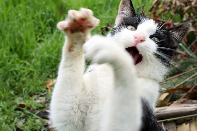 “意甲火热进行，传统豪门迎来大考”，意甲传统三大豪门