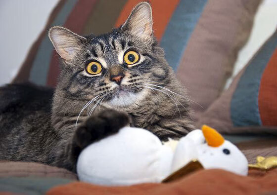 今年联盟中篮板最多的球员是谁？，联盟篮板榜