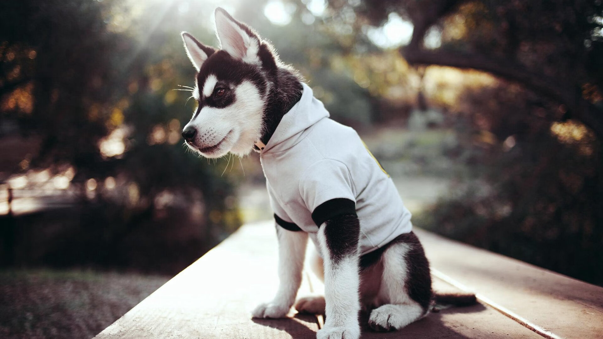 今年联盟助攻榜：谁的传球最“精彩”令人陶醉？，英雄联盟职业联赛助攻榜