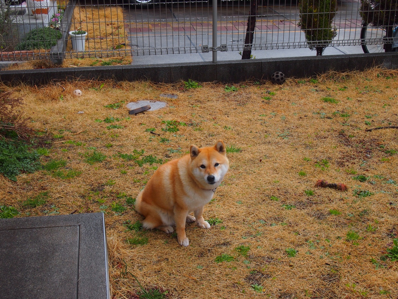 周泓余在女子象棋名人战中表现出色，晋级8强，周泓余学棋经历