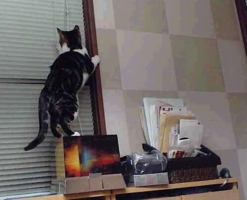 山地自行车赛,风火轮上的速度与激情,山地自行车风火轮荧光棒