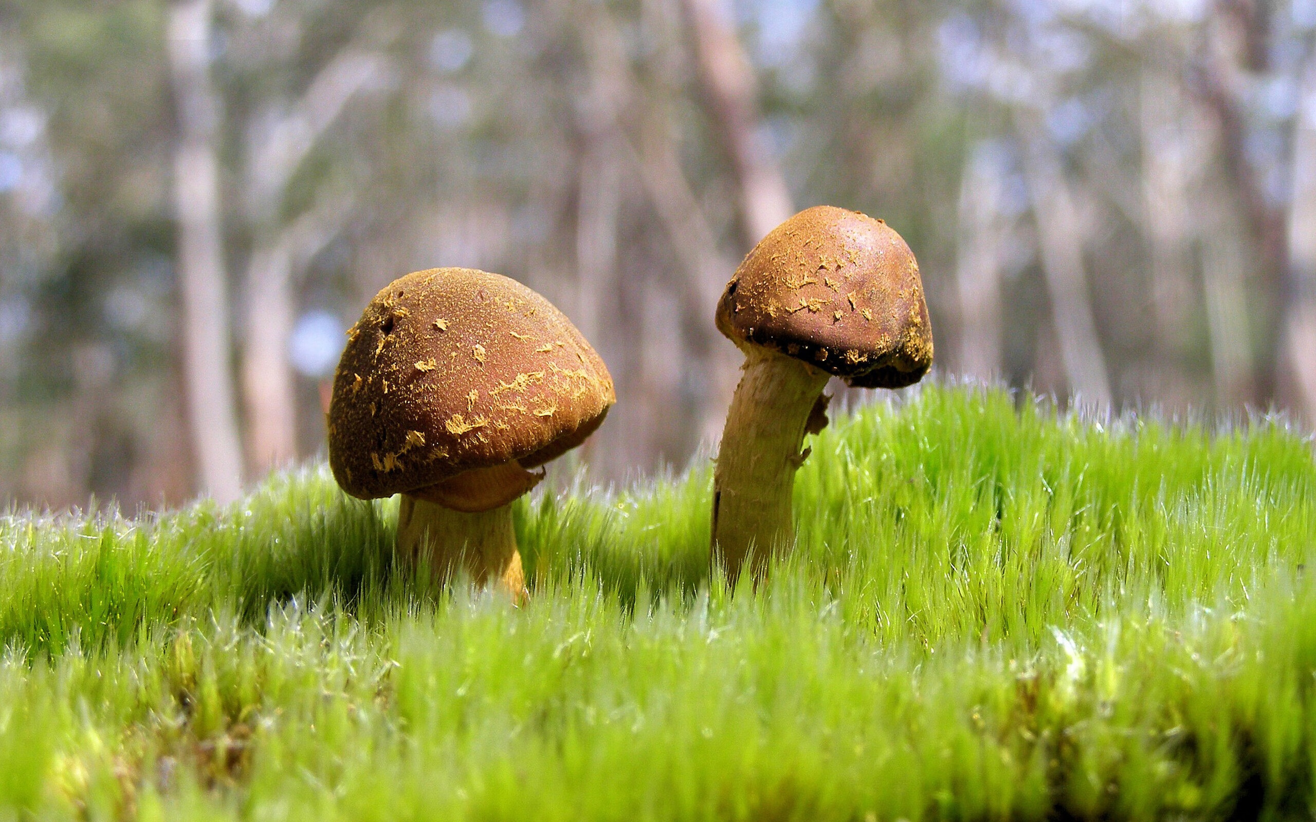 巴西男篮在巴黎奥运会小组赛中战胜日本队，巴西男篮奥运会最好成绩