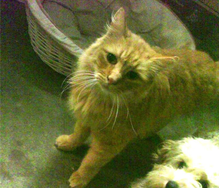 中国复合弓男队在射箭世界杯上海站时隔12年再获铜牌，复合弓射远世界纪录