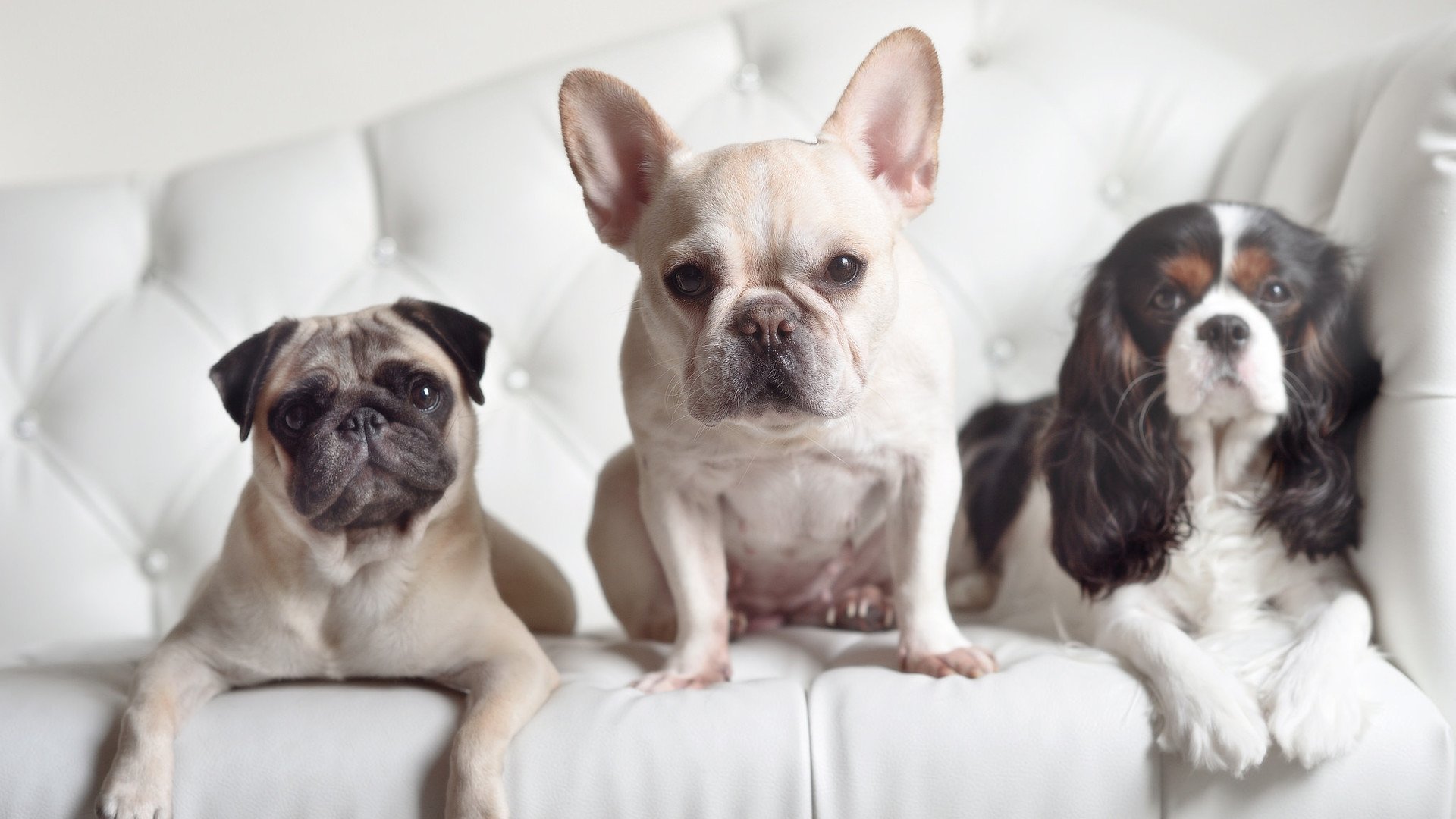 卫冕冠军在比赛中绝地逆袭，实现连胜，卫冕冠军被淘汰