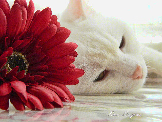 塞尔维亚队在欧预赛比赛中表现平平，仍有进步空间，塞尔维亚进欧洲杯了吗