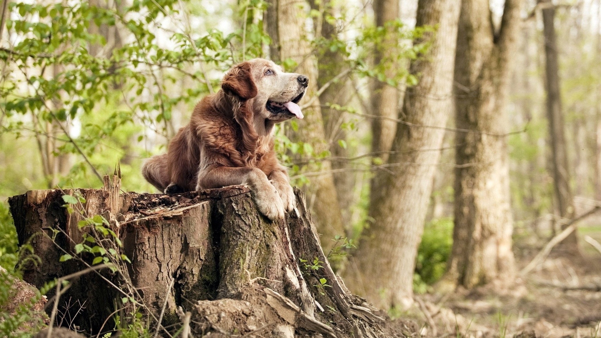 欧预赛局势动荡:有意外的一天,谁将胜出?,欧预赛最新战况