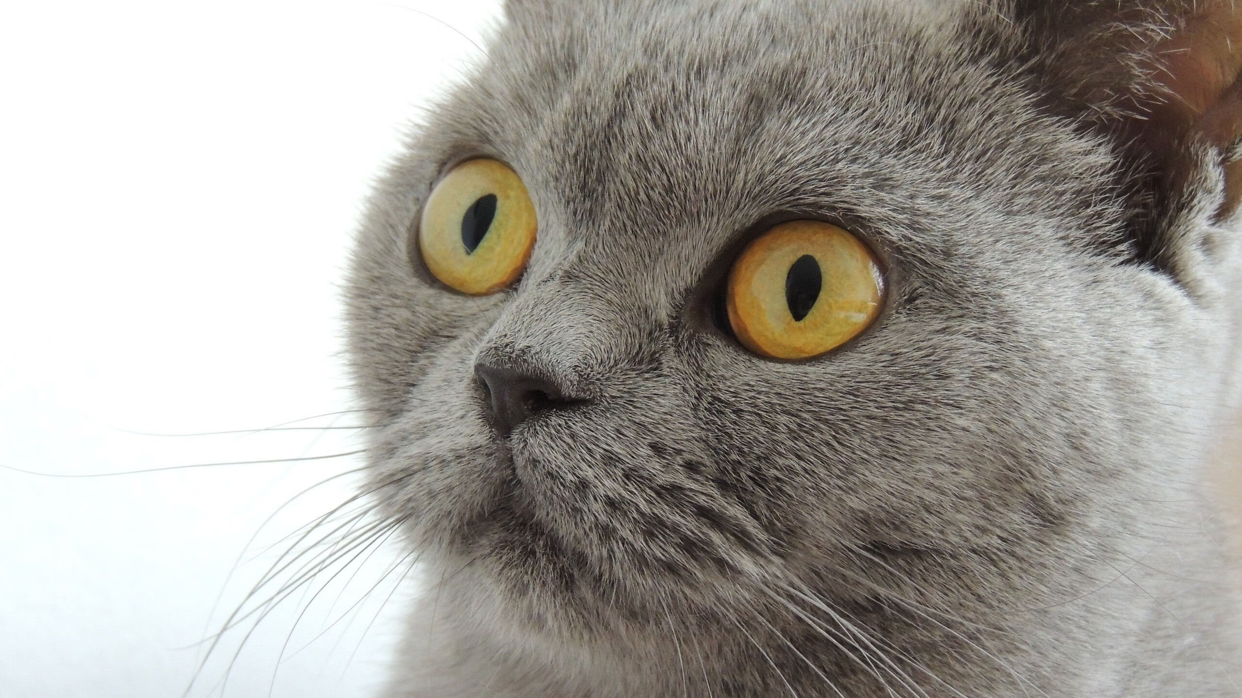 中国青少年篮球推广与校园篮球融合策略，青少年篮球特色学校