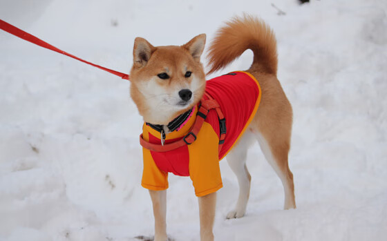 体育产业资本市场分析，体育产业资本的概念