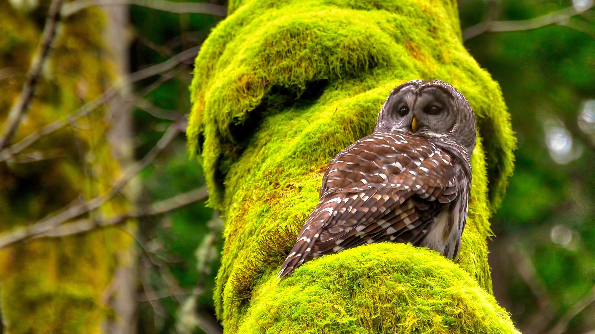 法甲球队基于数据分析提升边路进攻效率,法甲球队地理位置