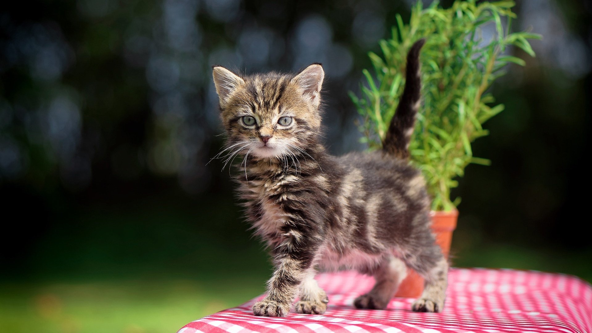 西甲球队采用情绪曲线预测模型调整下半场进攻强度