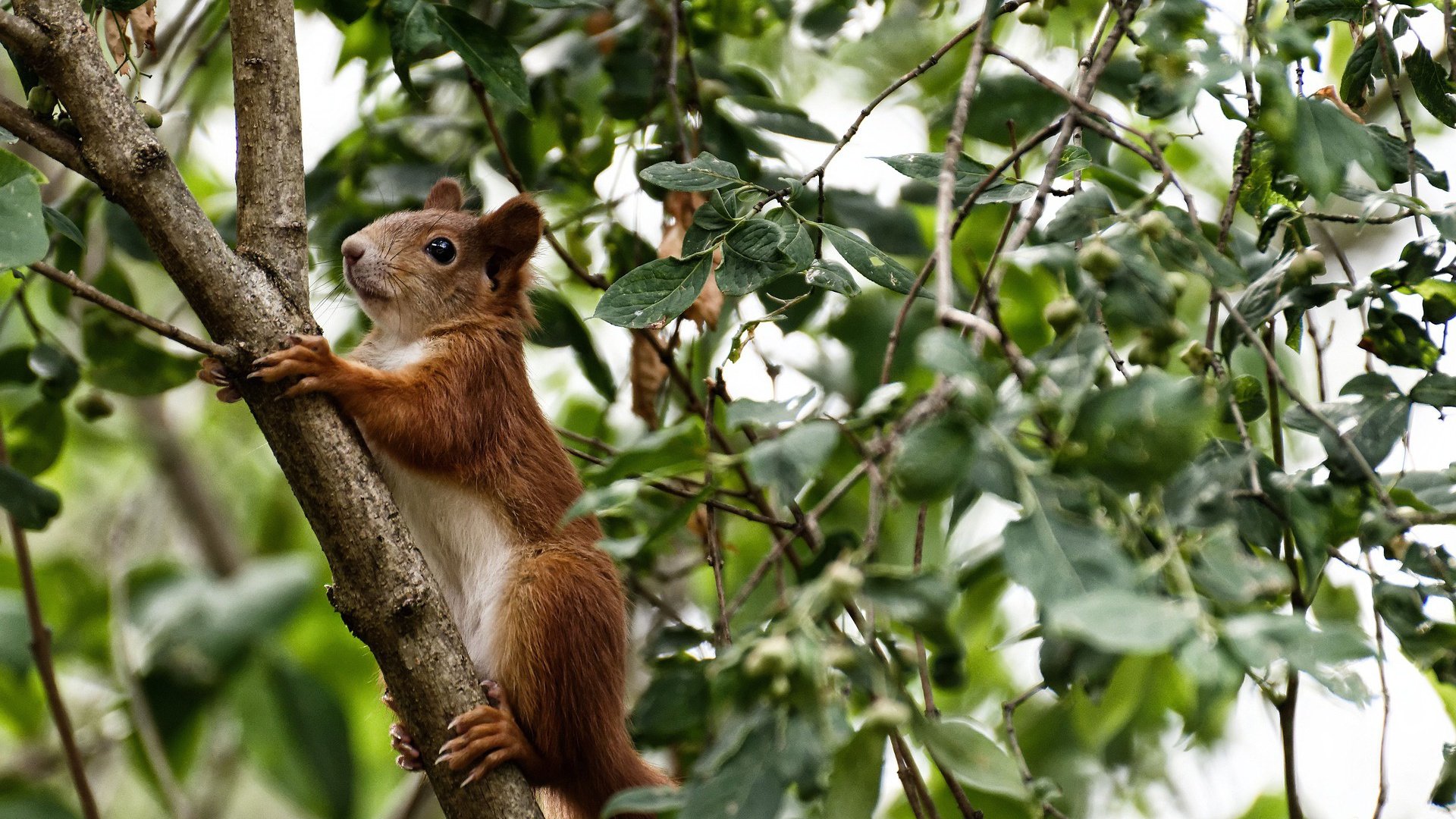 埃及赛制解析：适应全球化竞争的战略调整，埃及下一场比赛会赢吗