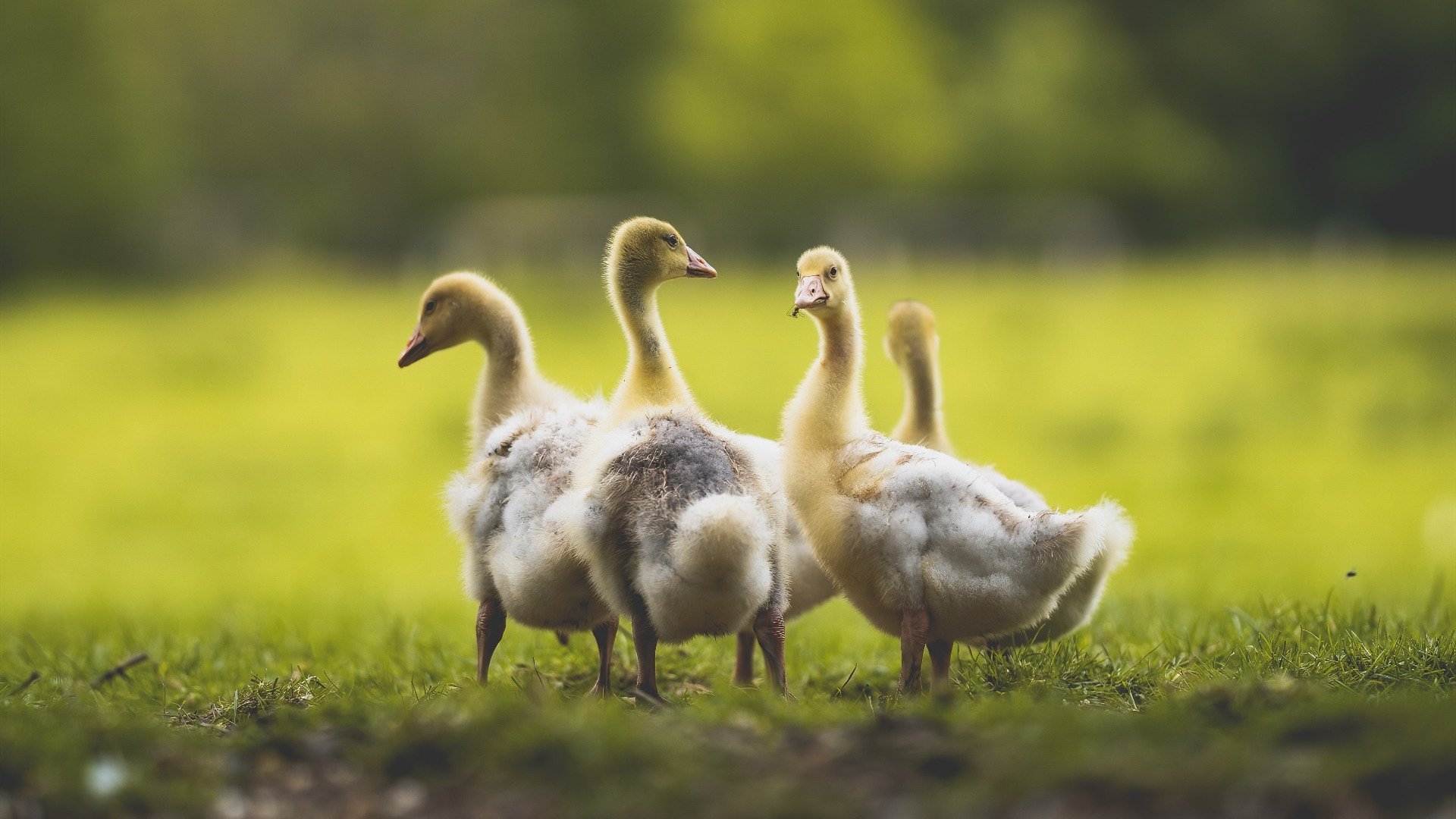 意甲战力比拼：场场激烈，精彩纷呈，意甲队伍排名