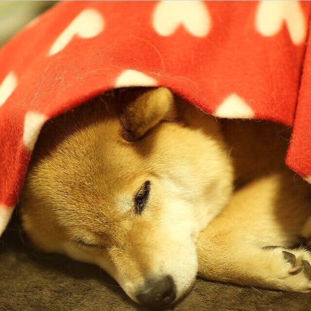 特色足球文化通过互联网直播走向全球，增强影响力，足球文化app