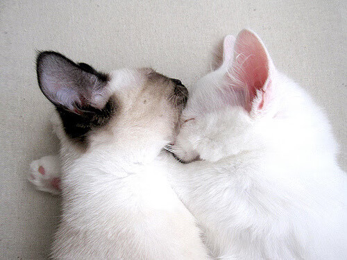 英超冠军悬念：精彩纷呈，精彩不断！，9798英超冠军